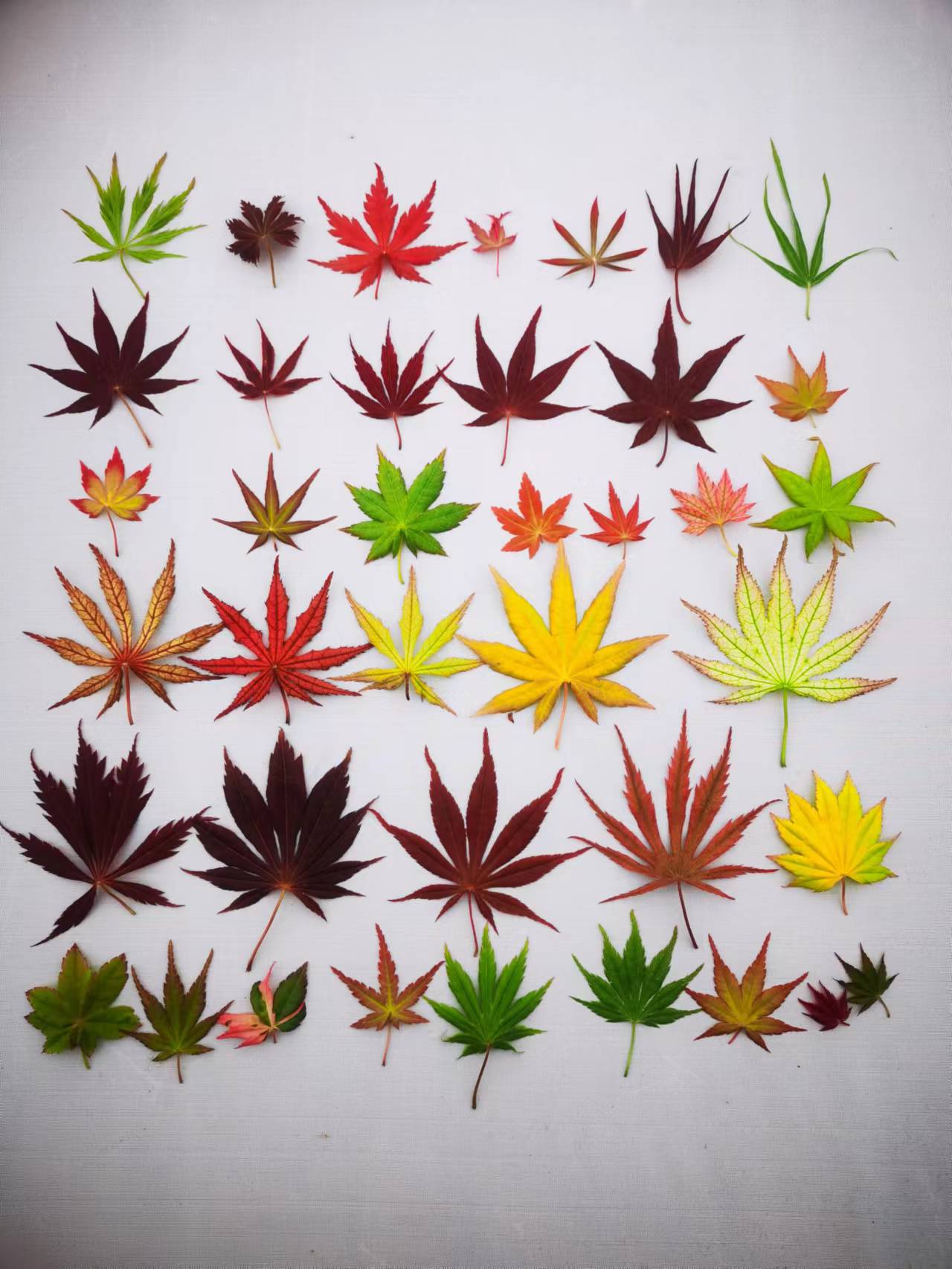 品种枫树盆栽室内外花卉耐寒红枫盆景树苗红枫叶盆栽红枫苗花卉苗