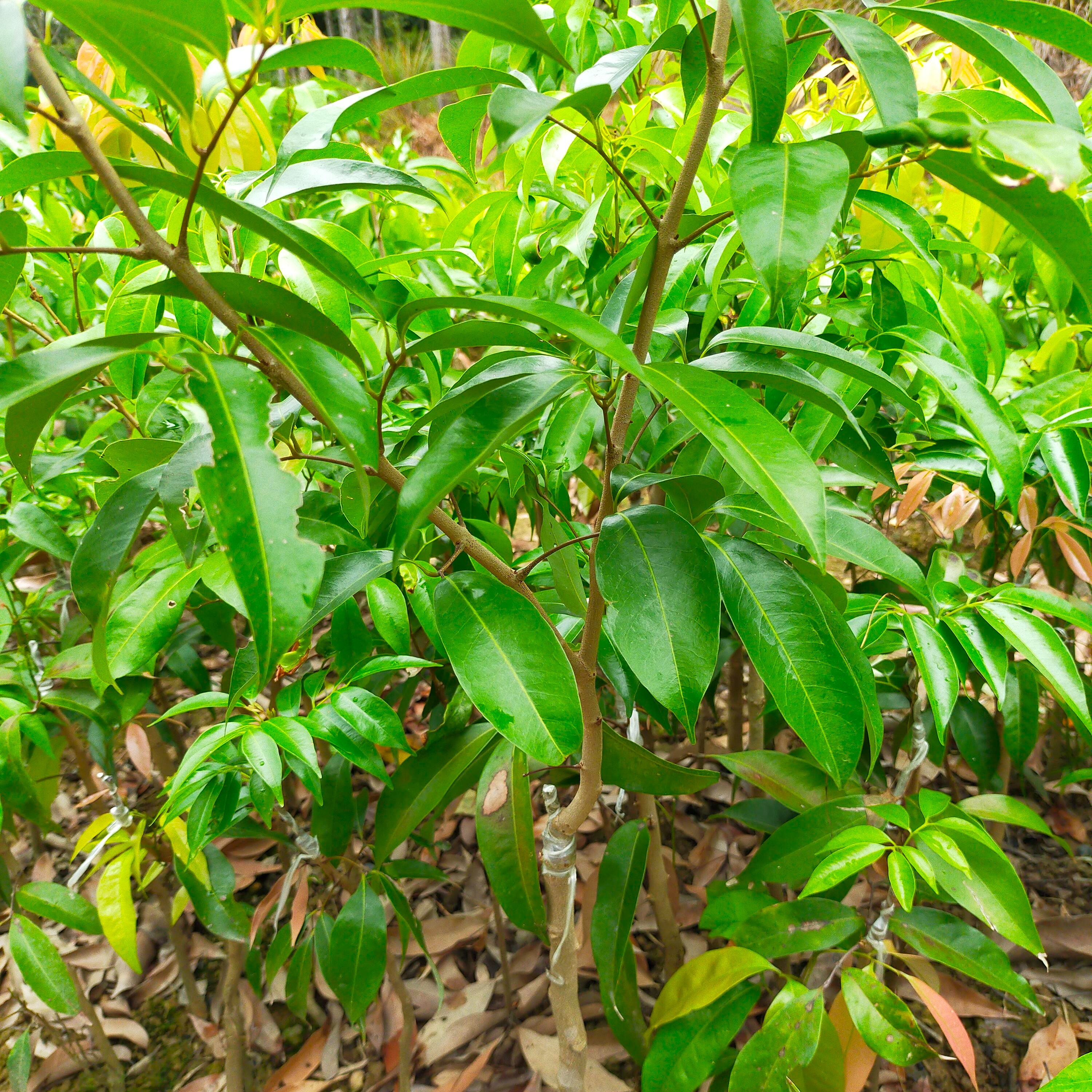 直播间果树苗（一物一拍）