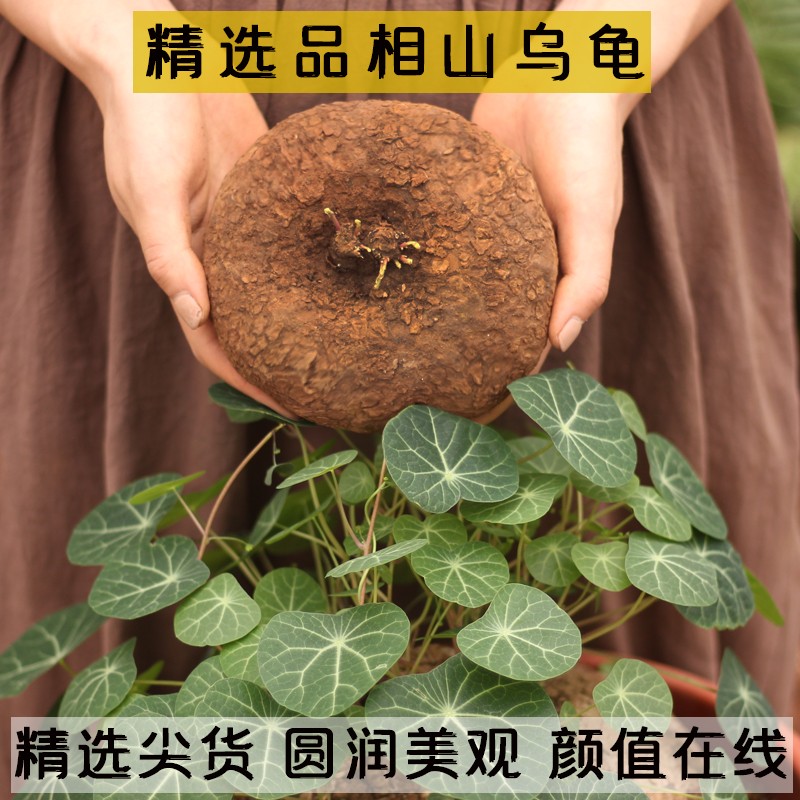 精选红藤山乌龟室内盆栽云南多肉块根植物金不换盆景圆叶庭院爬藤