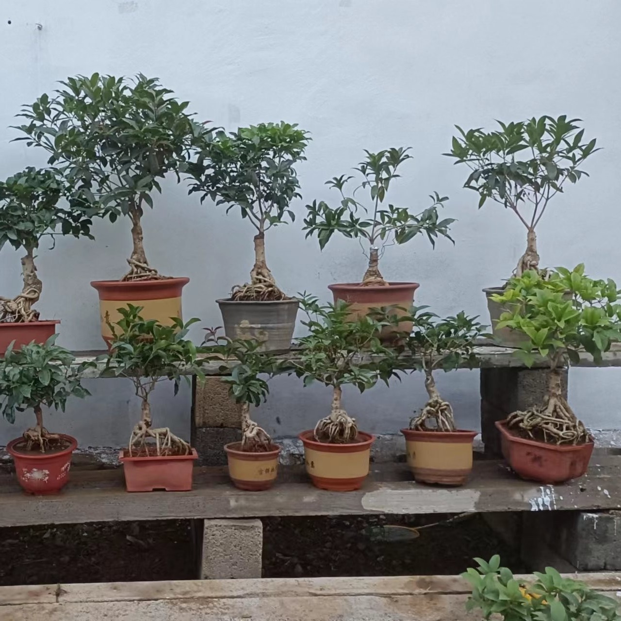 嫁接桂花直播（一物一拍）老桩桂花盆景地栽