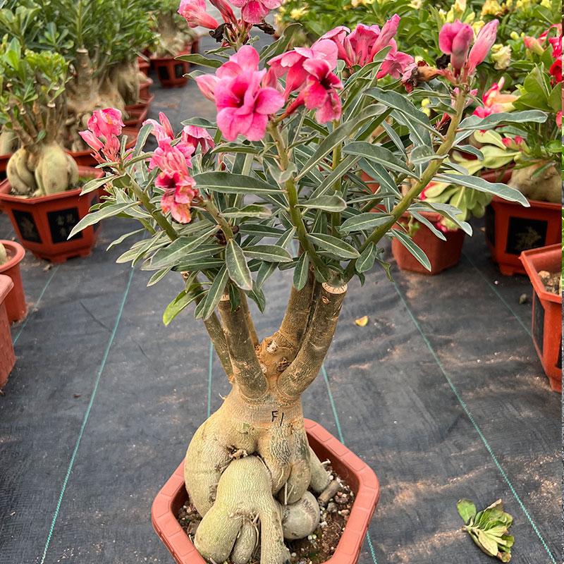 沙漠玫瑰老桩重瓣嫁接喜阳植物庭院室内植物盆栽四季开花