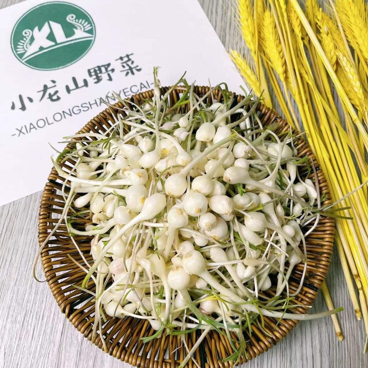 东北野生小跟菜（大脑瓜）