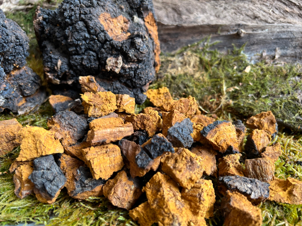 东北野生 桦褐孔菌 桦树茸 深山桦树泪500g（初级农产品）