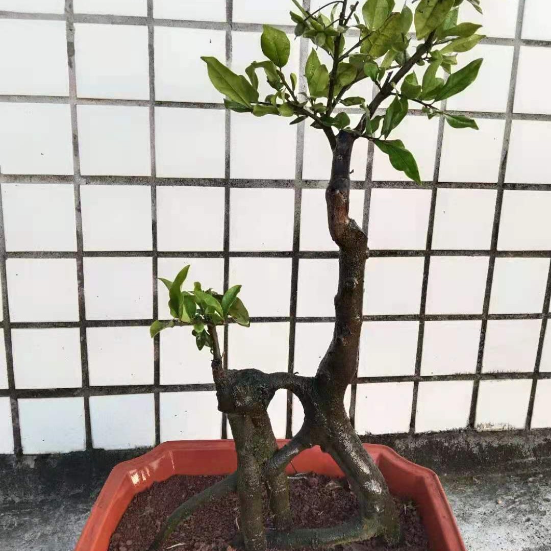 金弹子盆景品种桩10-1000