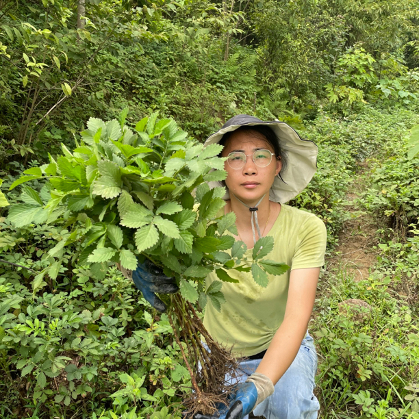 兰本草 深山仙鹤草 脱力草 现采现发8棵