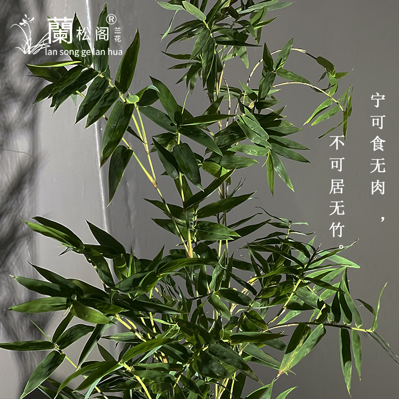 蘭松阁米竹子小盆栽盆景小苗绿植室内客厅茶室意境微景观庭院土壤