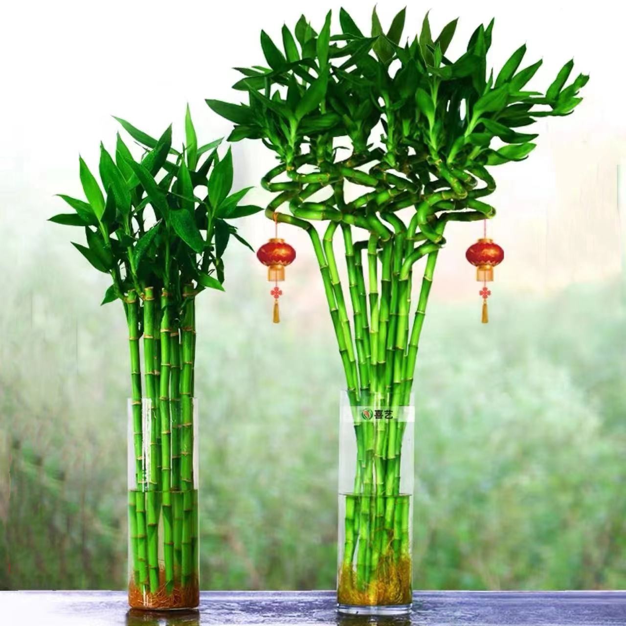 【转运珠】 任意两单京东包邮（一单+5元运费）拍一发三 浅水养护