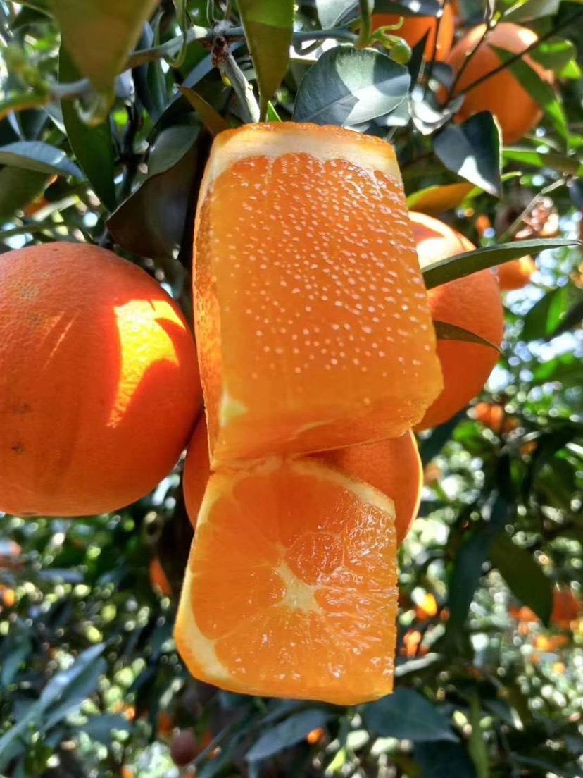 清江伦晚脐橙10斤装