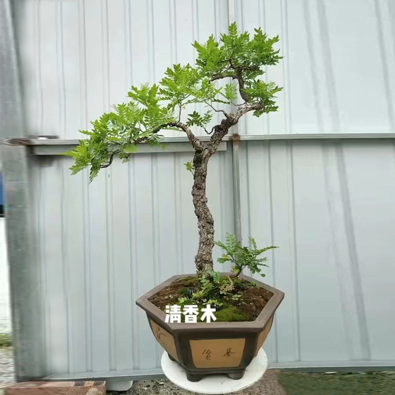 盆景树桩造型盆景植物老桩室内客厅绿植桌面盆栽四季常青