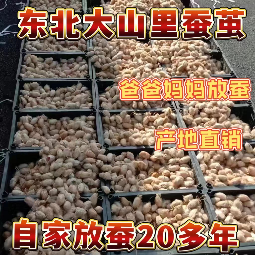 凤城特产黑蛹蚕茧二斤三斤四斤五斤十斤