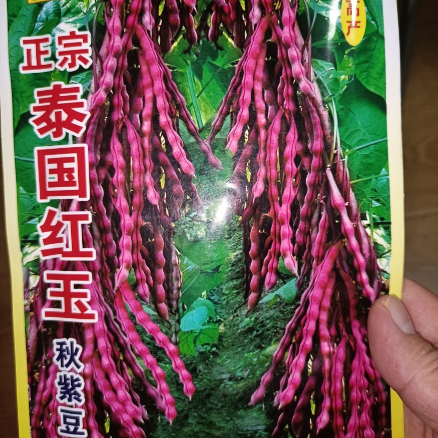 泰国红玉秋紫豆角种子