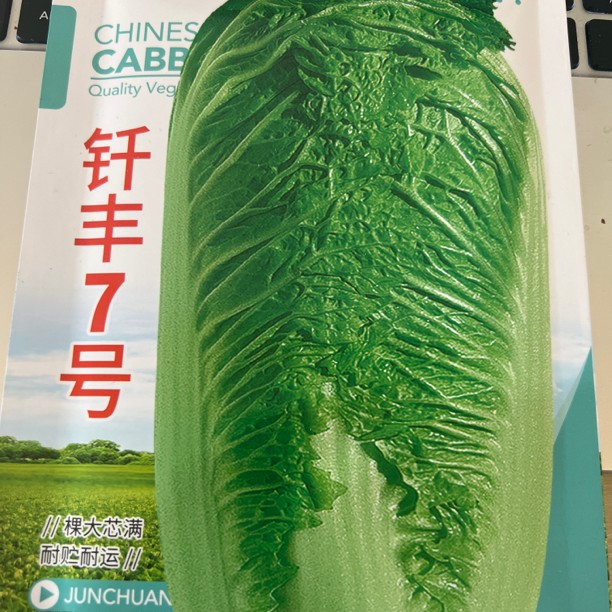 钎丰7号白菜种子