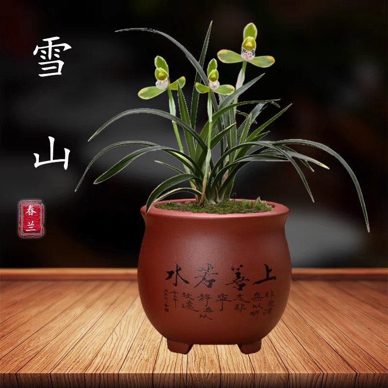 春兰—雪山天草开花浓香春节前后花期