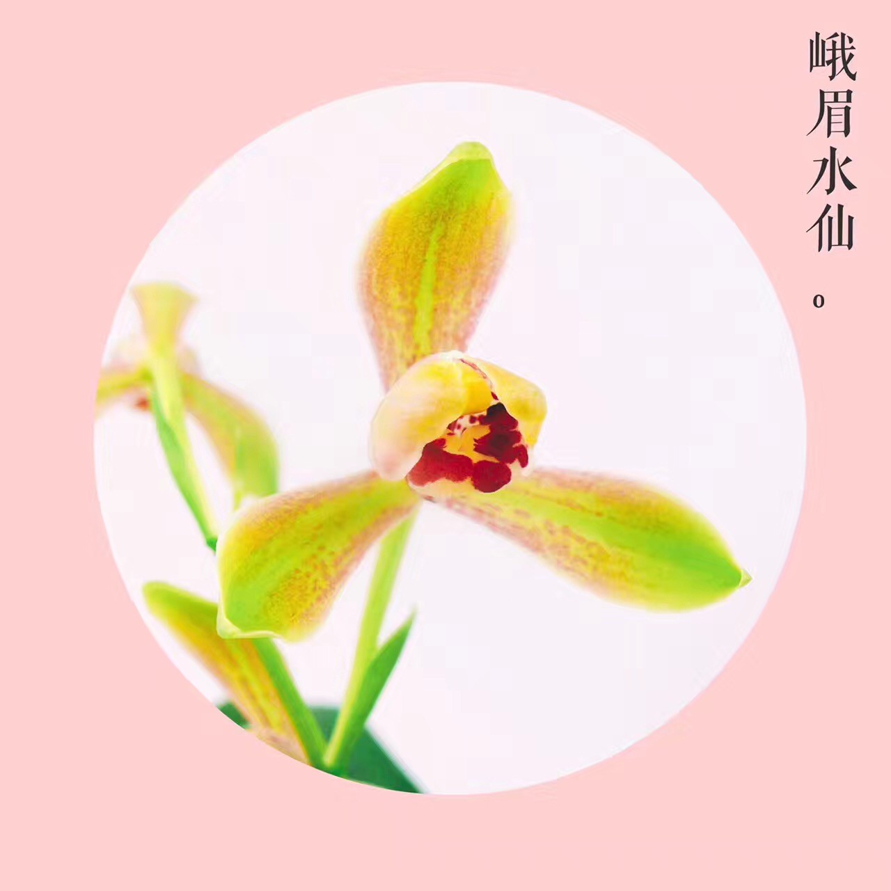 直播改价链接 【花源兰苑】精品国兰，一物一拍
