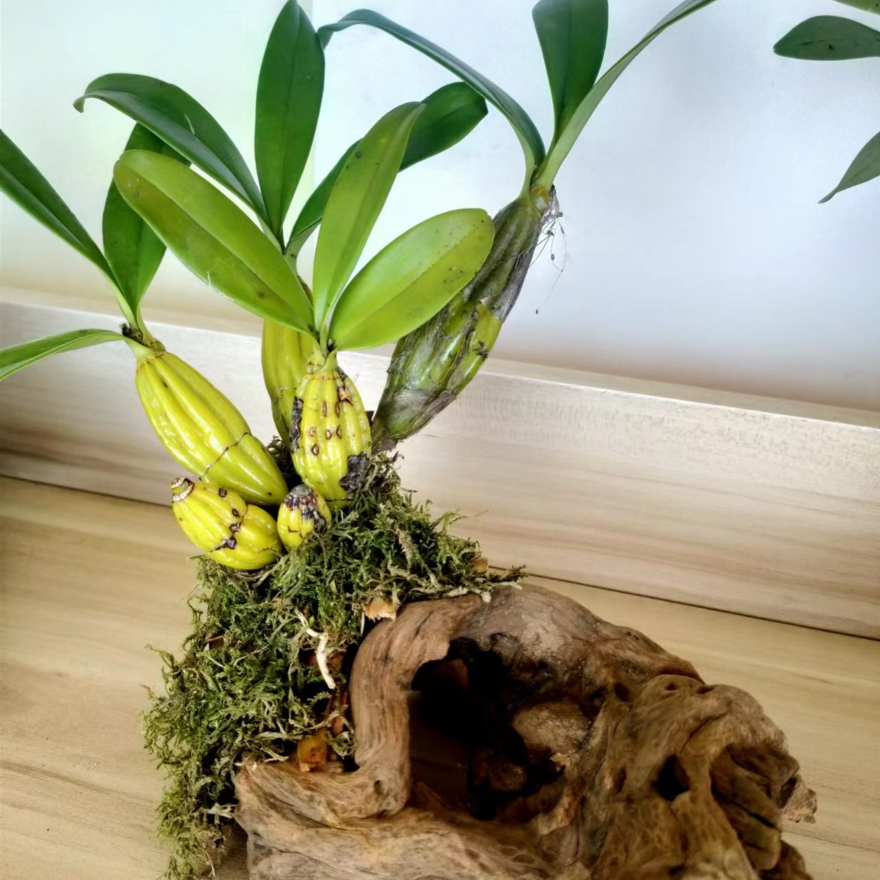 四季常青花卉绿植兰花