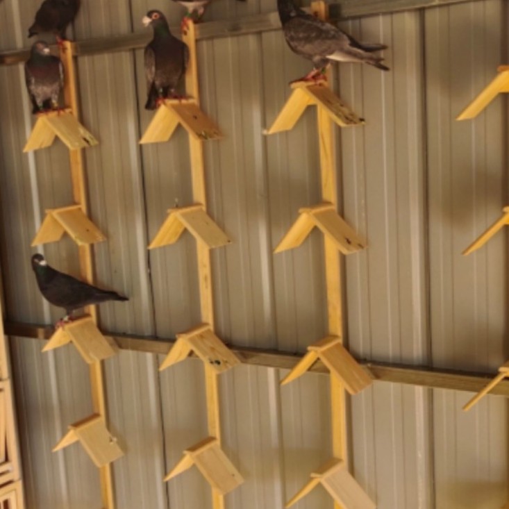 鸽子实木站架栖架休息架鸽具用品用具（拍一发十）