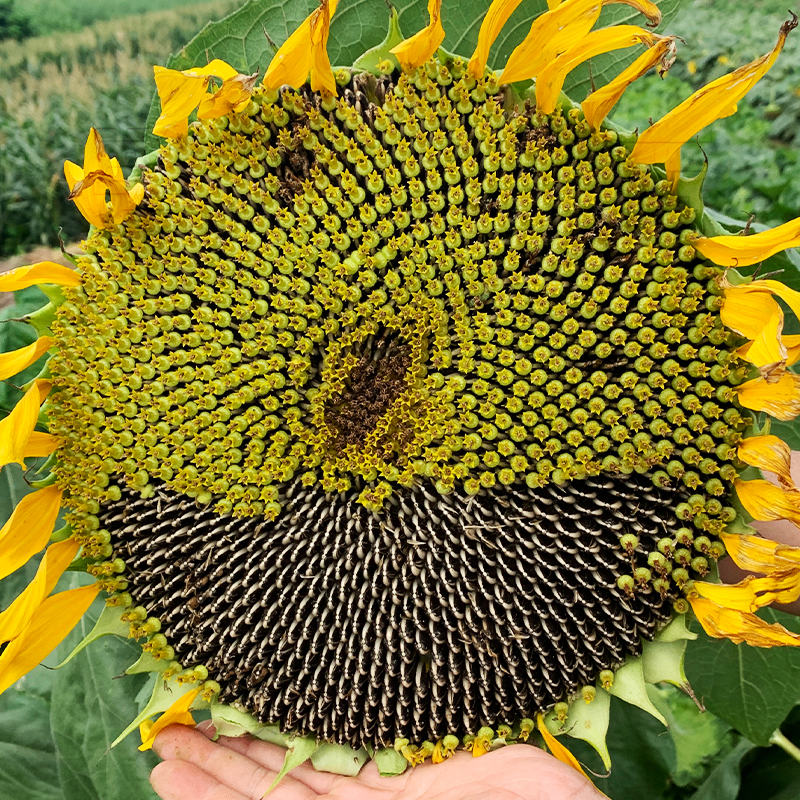 向日葵种孑瓜子葵花籽高产大粒食葵矮大头油葵种子庭院蔬菜种籽