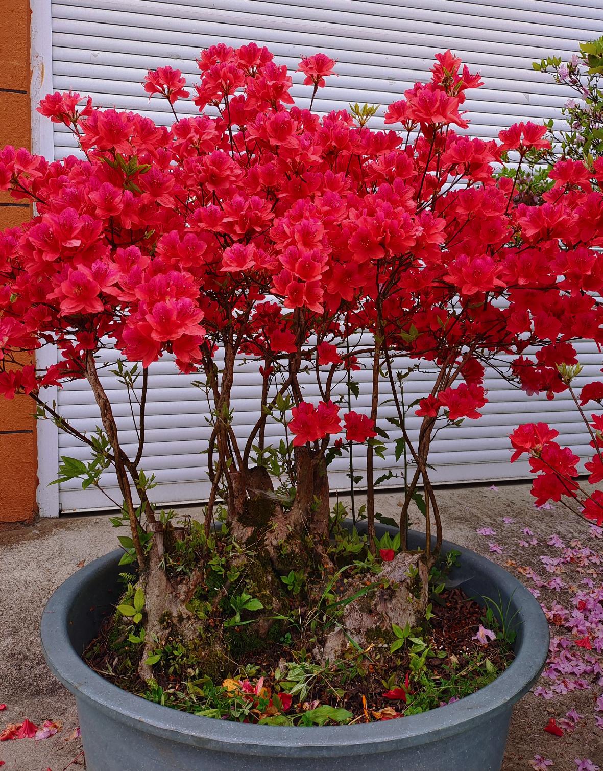 古桩 映山红 老桩