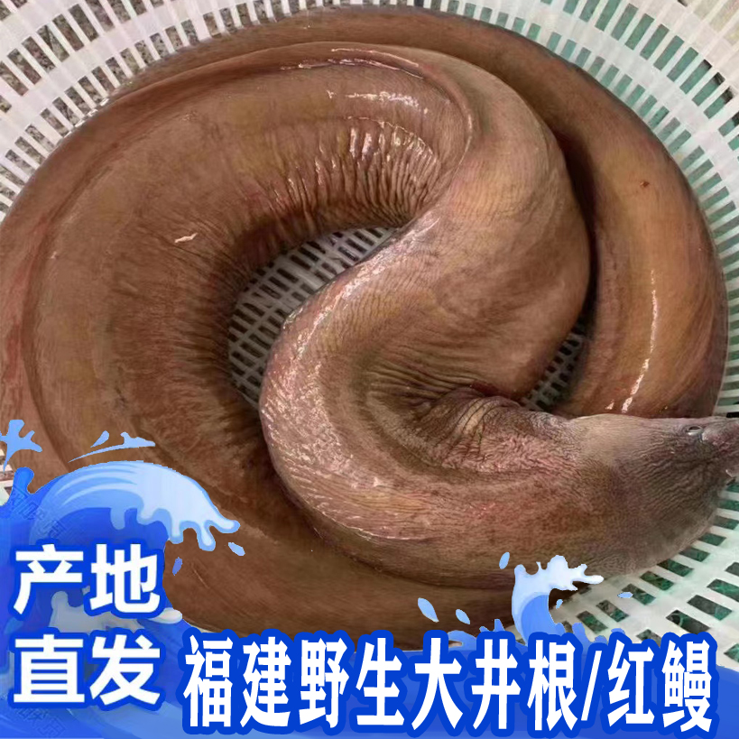 福建啊三海鲜【野生大井根/红鳗/鳗鱼】寄顺丰
