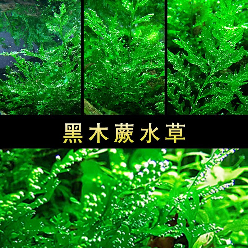 老虎椒造景水草水下叶叉叶铁细叶铁辣椒榕黑木蕨厥活体阴性草椒草