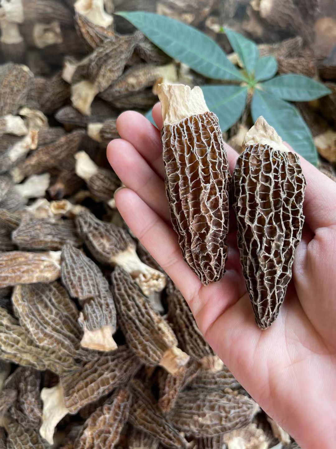 广东汕头精选头茬羊肚菌100g-500g