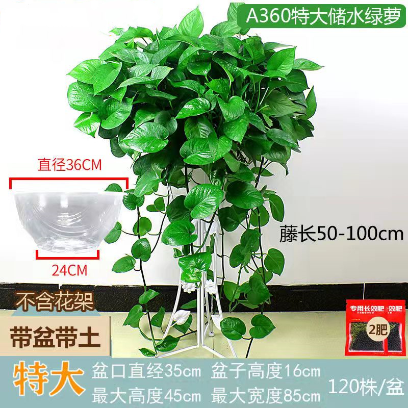 绿萝盆栽绿植盆栽盆景室内净化空气吸甲醛好养长藤垂藤客厅植物