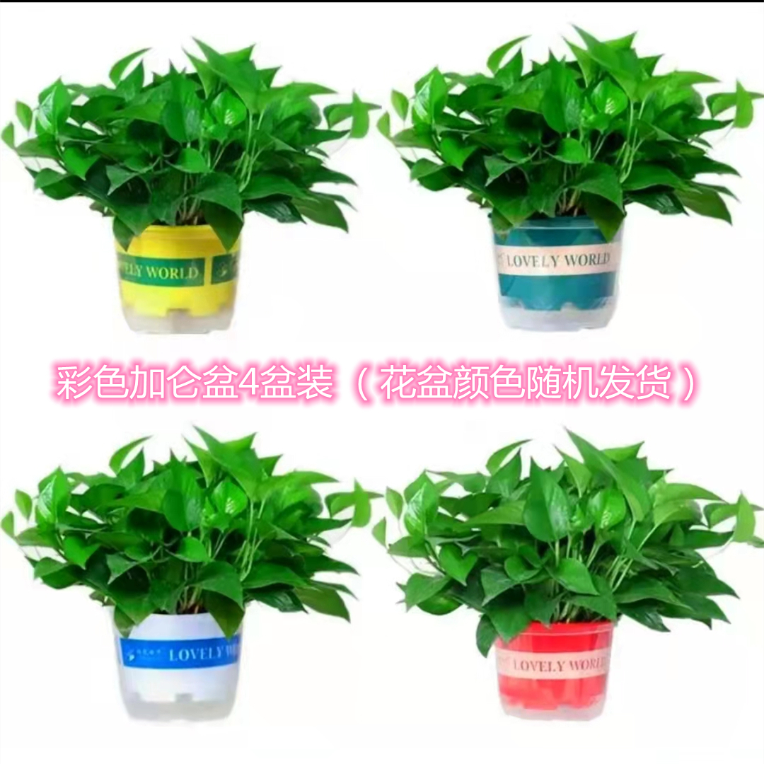 精品英伦风彩色加仑盆颜色吸收甲醛净化空气多彩多样墨绿常绿茂盛