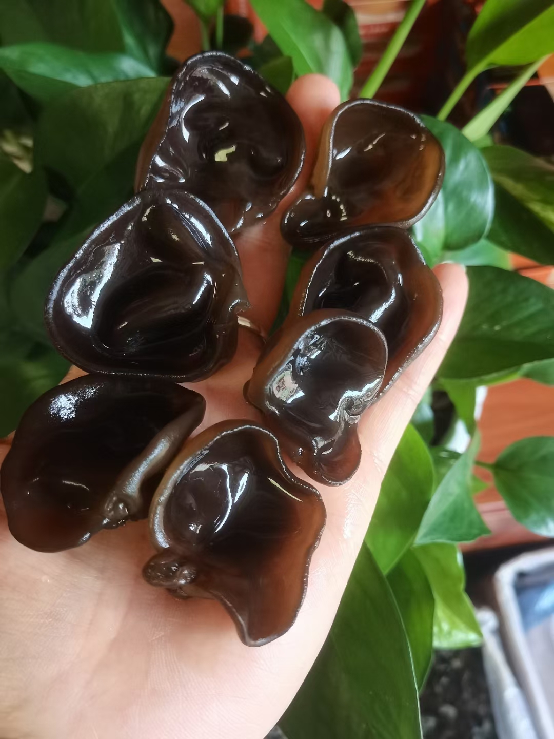 长白山  市场直播 500g《临时改价》