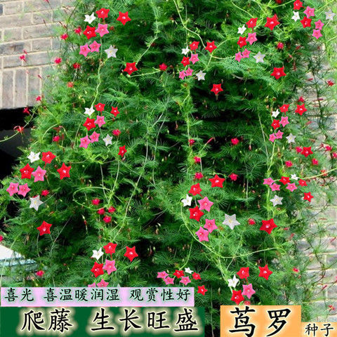 羽叶茑萝花种子四季易活阳台五角星花种籽子爬藤攀援植物室外花籽