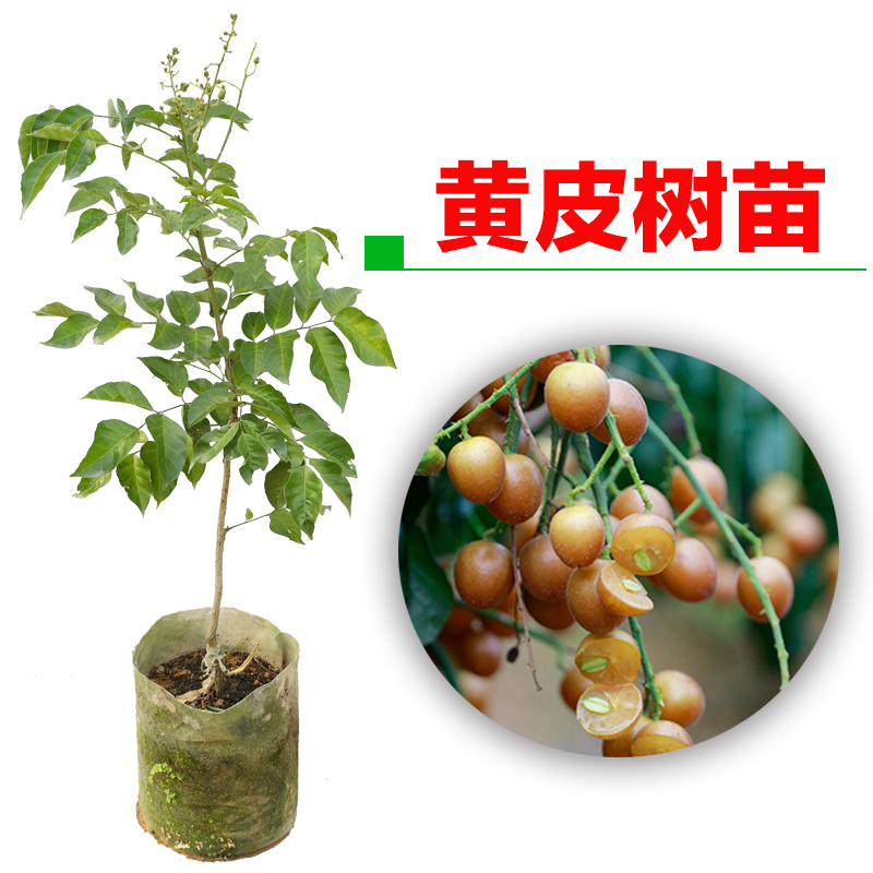 黑黄皮树苗 黑金刚黑皮苗 香蜜黑皮苗 黑美人 味道棒口感好新品种