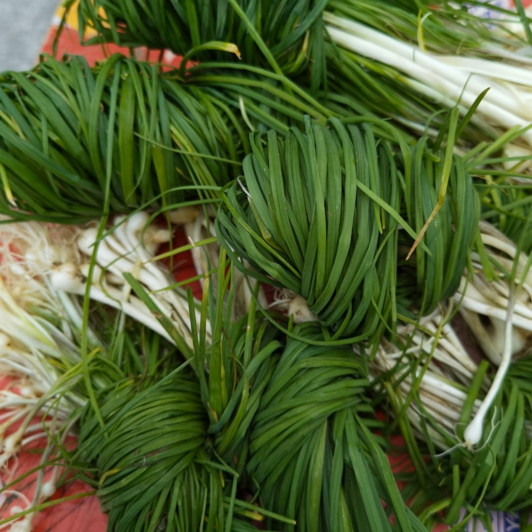 1斤2斤正宗野生新鲜野葱苦蒜野菜每天现采现发