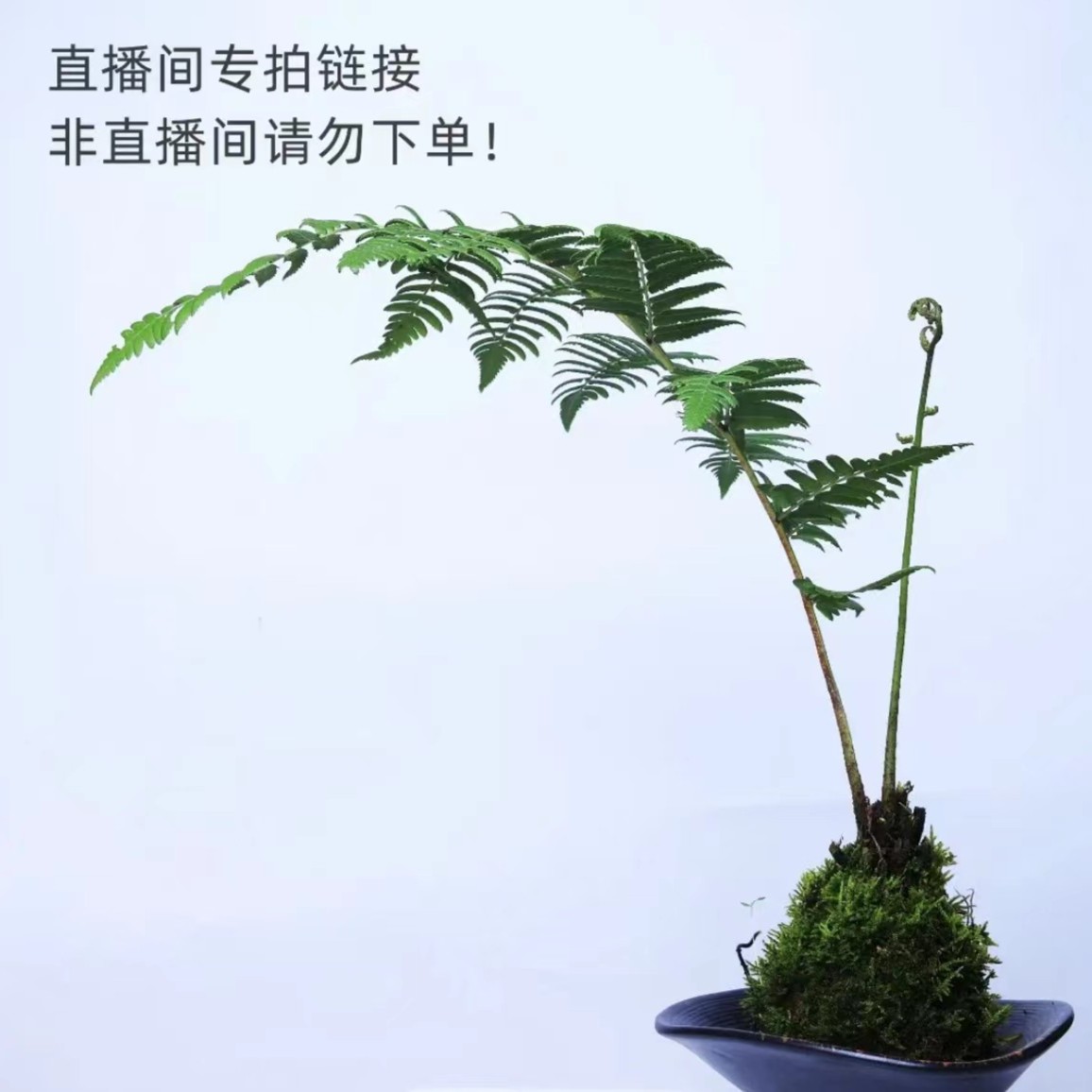 一物一拍直播间链接下单蕨类、红竹、精品小盆景、流泉枫禅意禅意