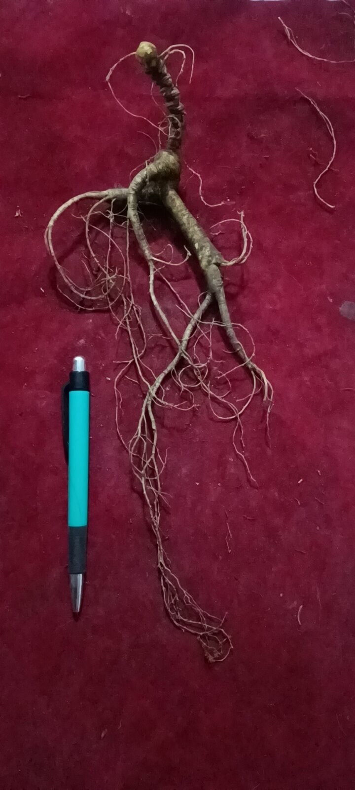 长白山当地新鲜林下参30克左右