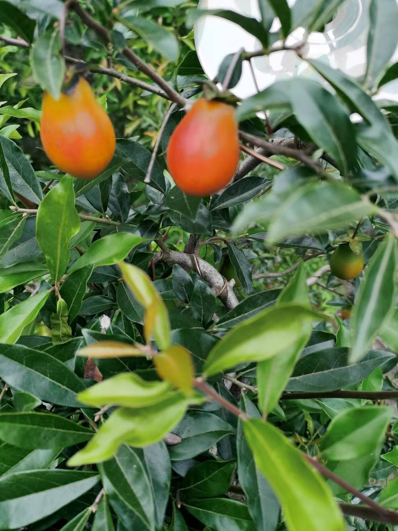 金弹子高端园艺盆景盆景植物舍利子价值3000万金弹子盆景