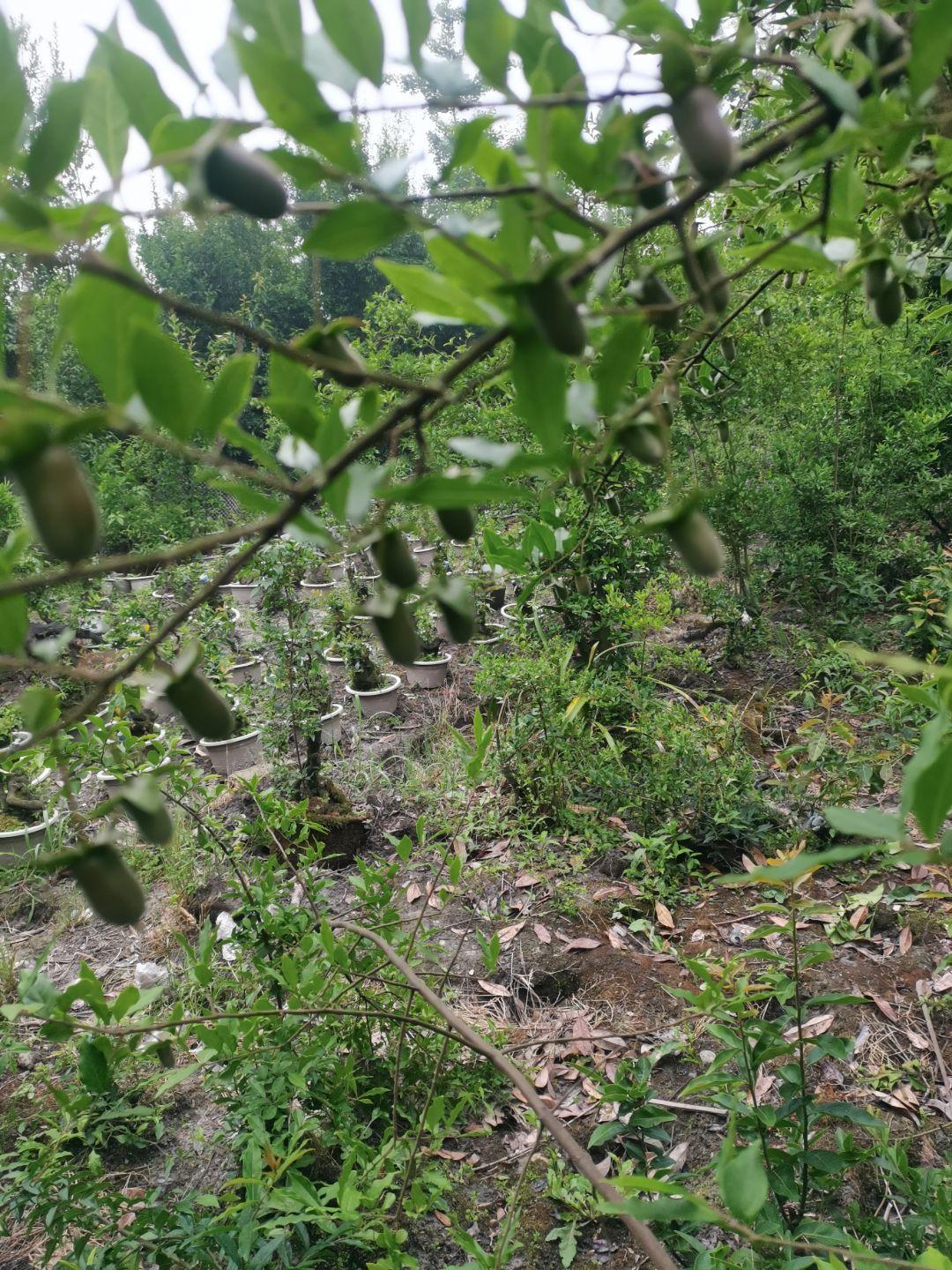 金弹子罗汉松蚂蝗桃金娘红豆杉高端园艺盆景老板桃金娘大王山蚂蝗