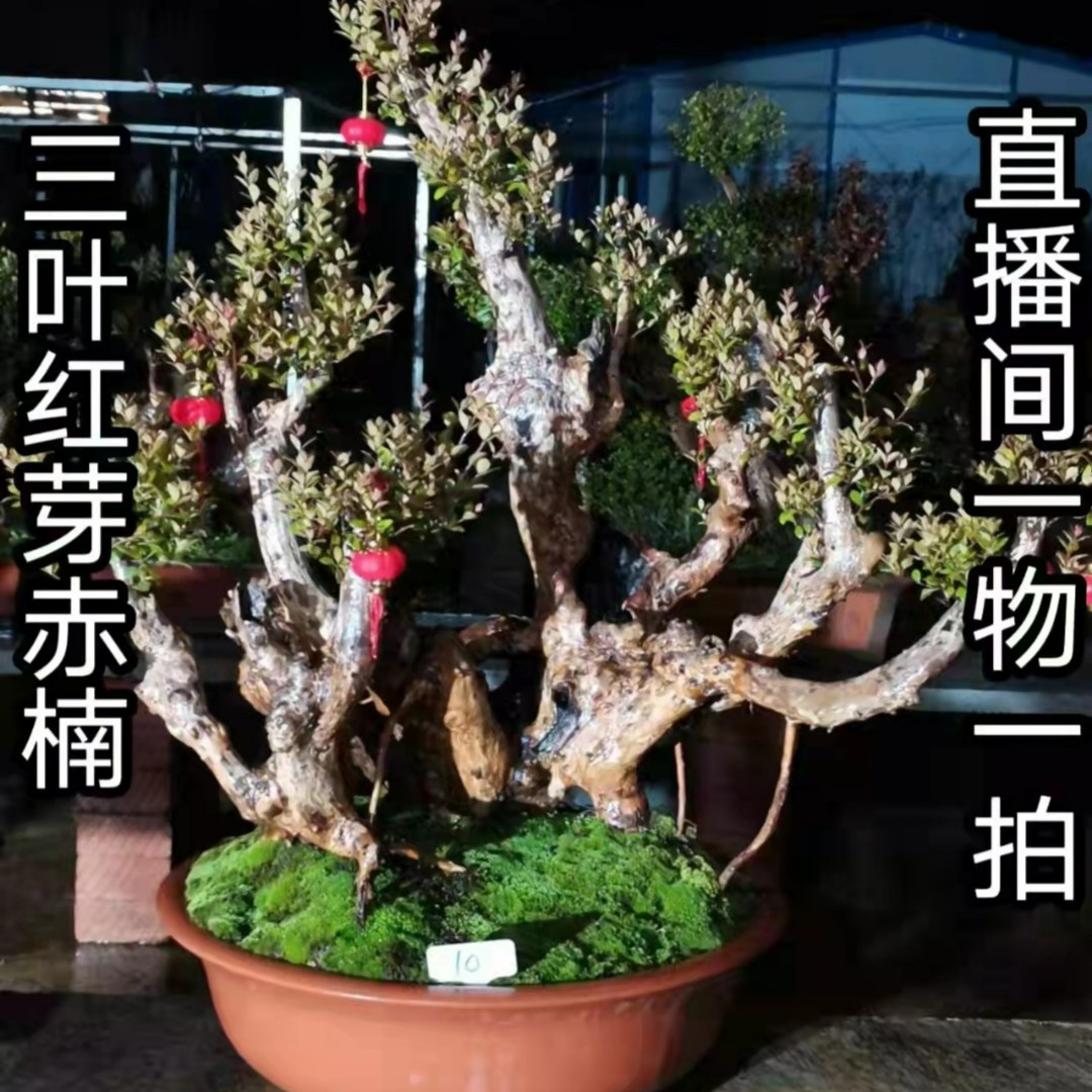 赤楠紫薇等绿植盆景（直播间一物一拍，叫到名字付款，请勿自行付款）