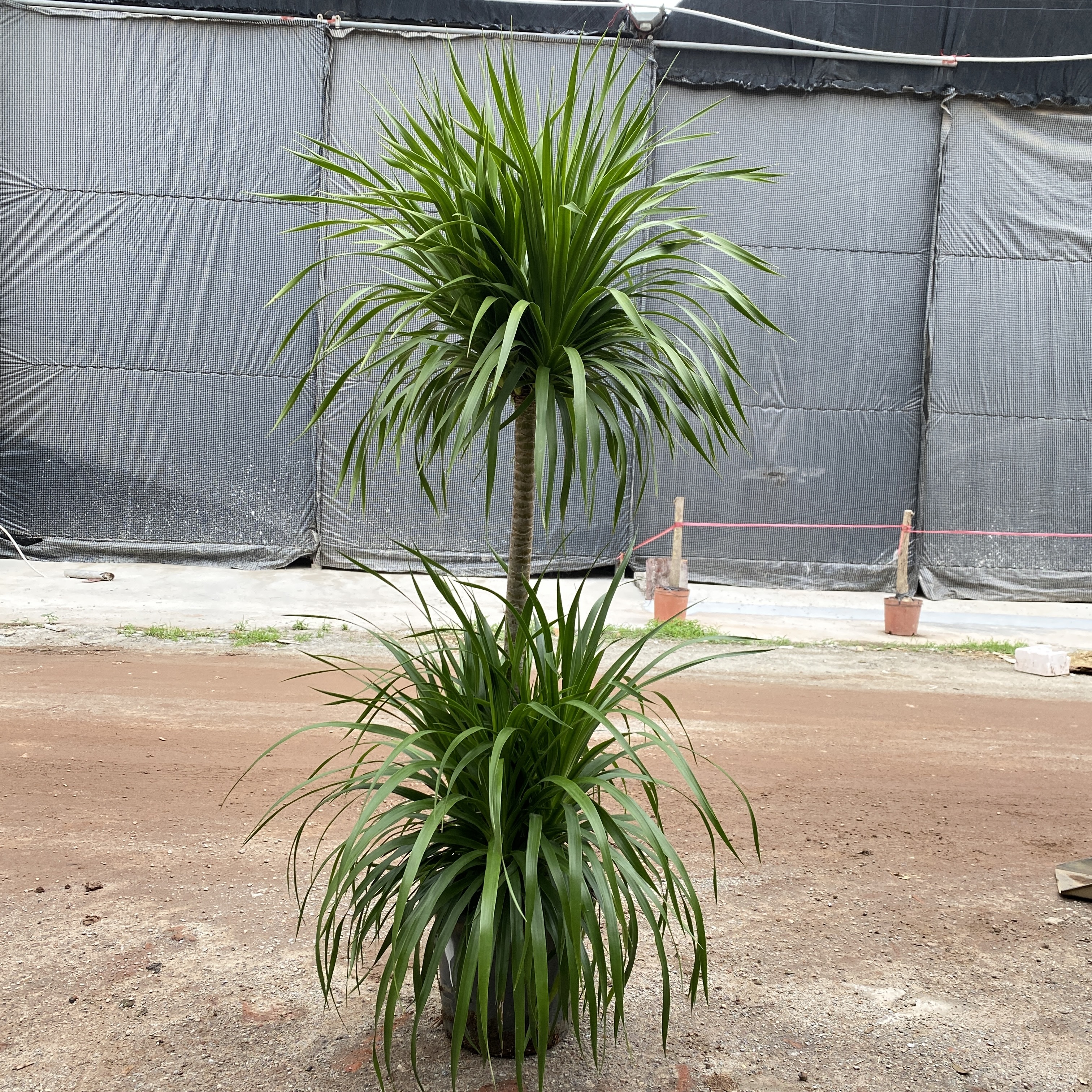 龙血树盆栽龙须树大型绿植室内吸甲醛客厅净化空气北欧风网红植物