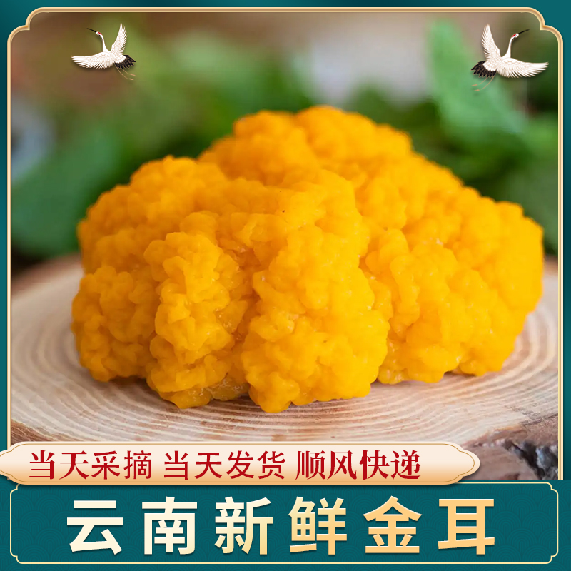 2022新鲜金耳云南高原金耳菌烹饪佳品植物燕窝金耳刺身500g