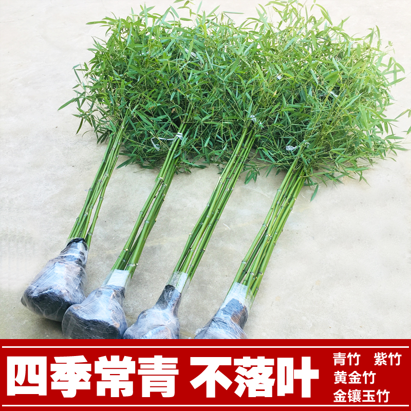 竹子树苗庭院植物北方耐寒室内盆栽早园竹紫竹苗金玉竹四季青竹苗