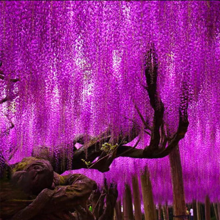 紫藤树苗爬藤植物庭院围墙阳台盆栽耐寒多花紫藤长穗花卉多季开花