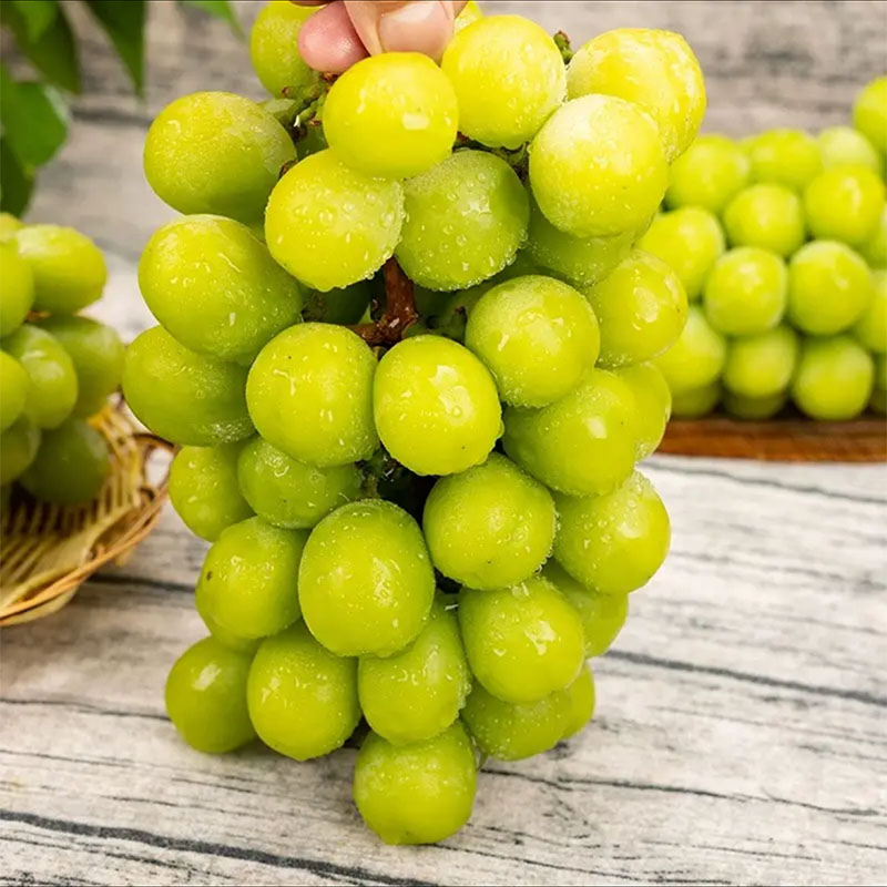 【哈拉秀严选】“楼铁源”云南阳光玫瑰小糖豆4级果礼盒装 2.7/3.2斤