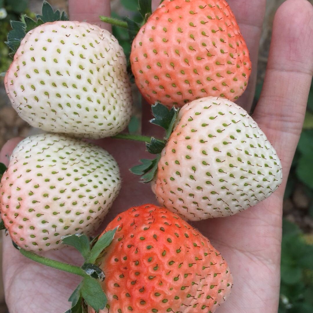 桃熏草莓苗特大带叶裸根盆栽地栽室内庭院当年结果裸根苗