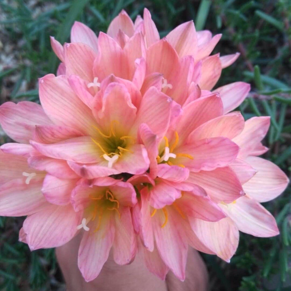 风雨兰夏日激情单瓣Zephyranthes x Capricorn开花球 韭菜兰5球装