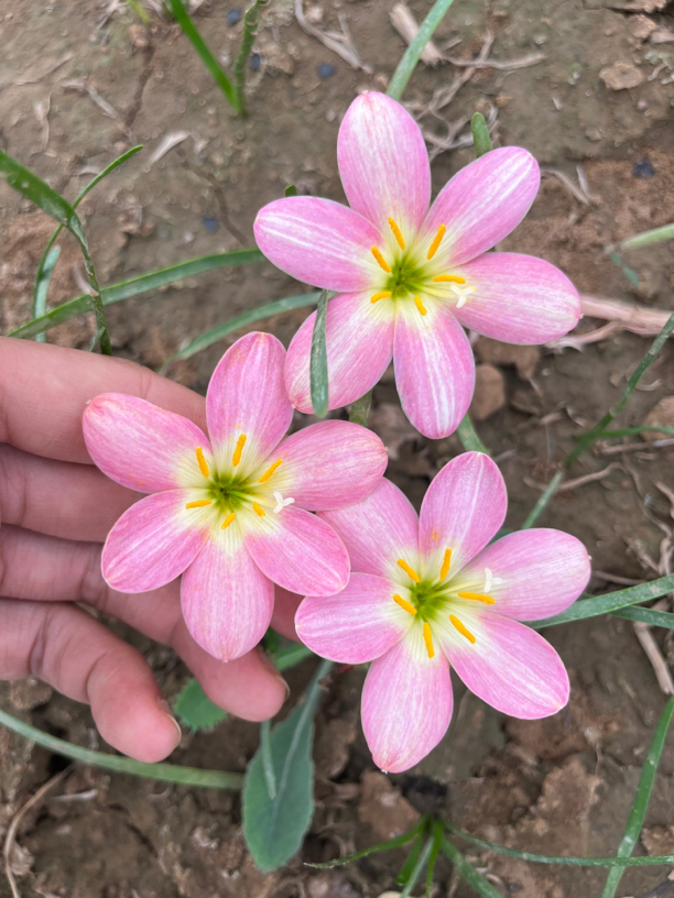 进口风雨兰东方之珠 盆栽植物 爆花品种