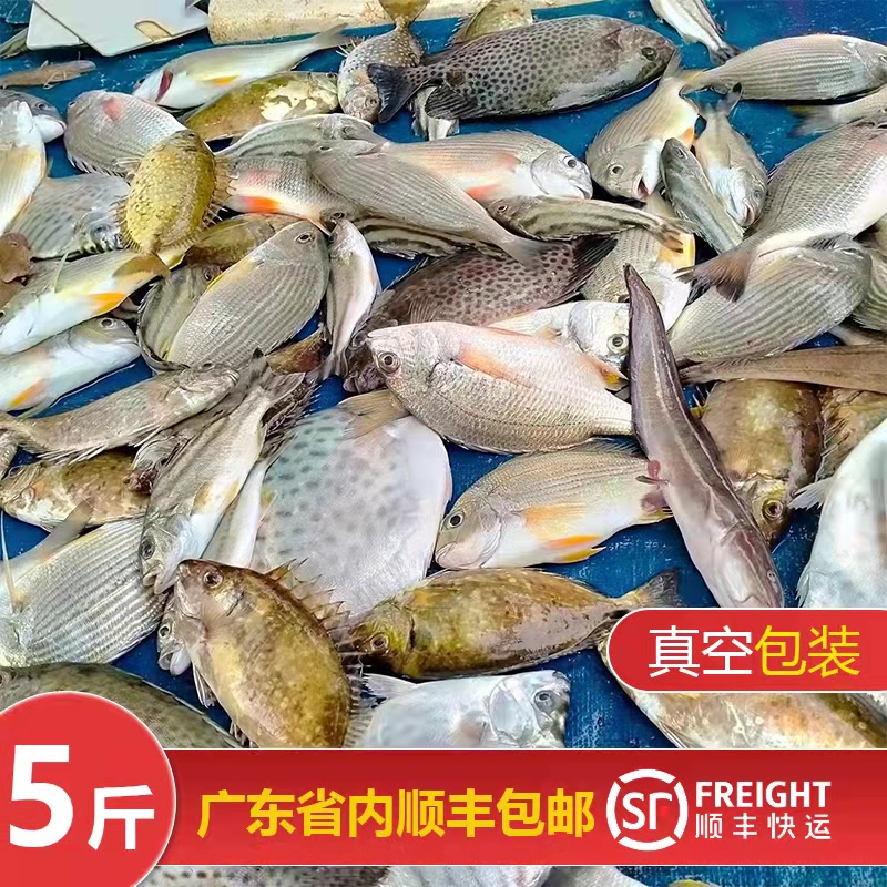 （广东拍）广东湛江鲜活石斑黄翅等直播展示杂鱼  净重5斤 净重10斤