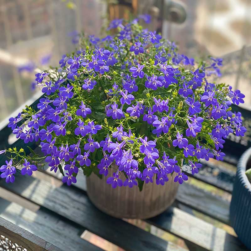 六倍利翠蝶花(花期长 爆花机器 可以做造型)可以地栽盆栽装饰摆放