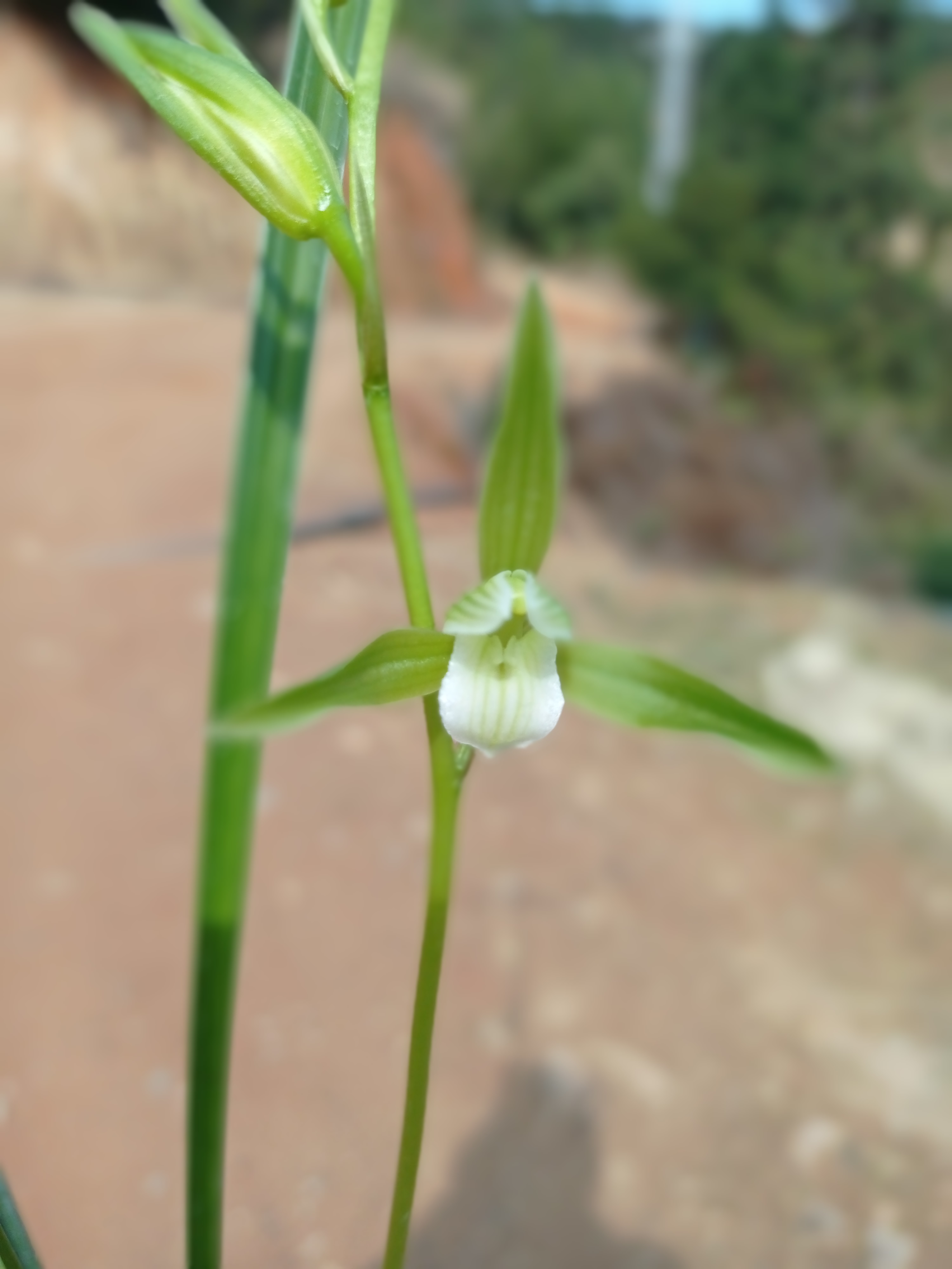 细叶寒兰，寒兰种植基地，精品选育