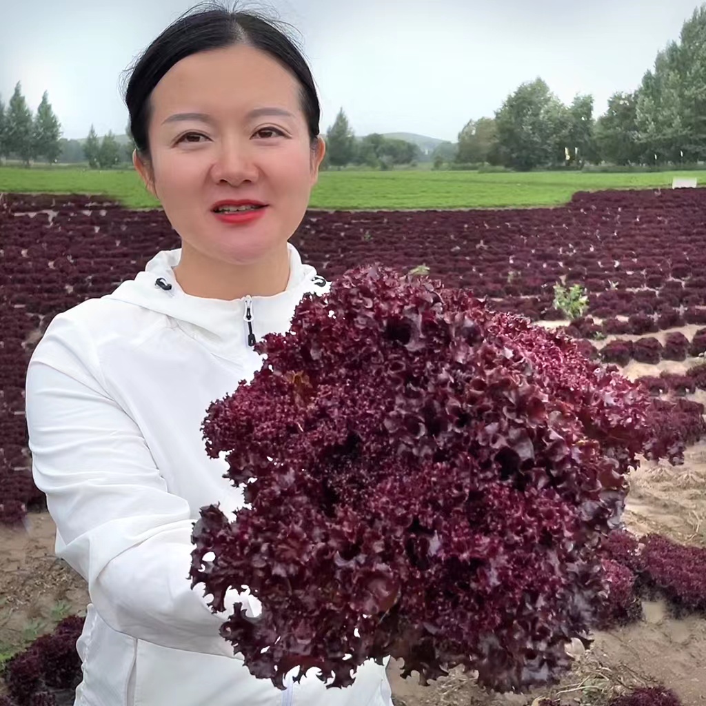 紫叶生菜种子四季种植种子阳台盆栽小院均可种植