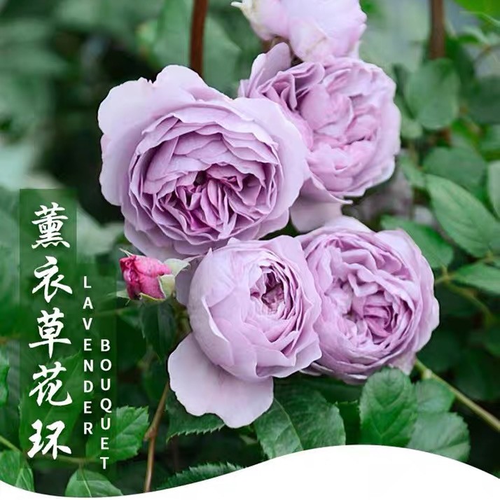 【薰衣草花环】 藤本月季大苗 紫色 无刺 多季阳台庭院爬藤月季花苗