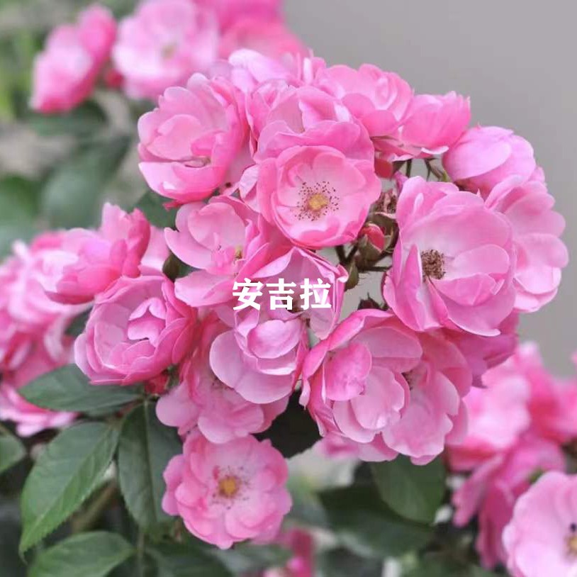 【安吉拉】藤本月季大苗  多季开花丰花月季 庭院爬藤花卉月季苗